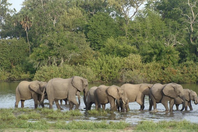 A Day Trip To Selous Fly From Zanzibar - Highlights of the Selous Game Drive