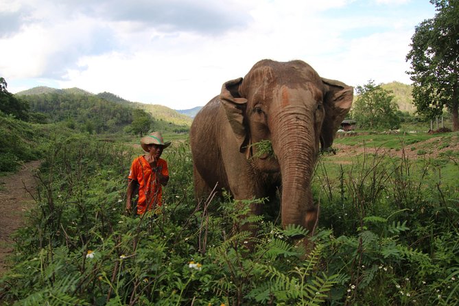 A Stunning 11 Day Tuk Tuk Adventure in Northern Thailand - With Driver - Unique Transportation Experience