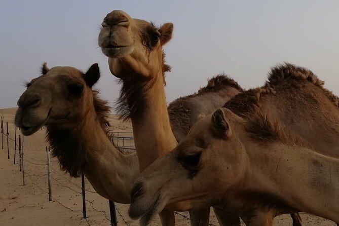 Abu Dhabi: 7-Hours Desert Safari With BBQ, Camel Ride & Sandboarding - Detailed Itinerary of Activities