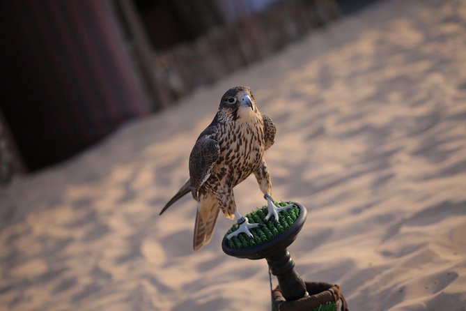 Abu Dhabi Desert Safari (Dune Bashing, BBQ Dinner, Camel Ride & Sand Skii) - Camel Ride Adventure