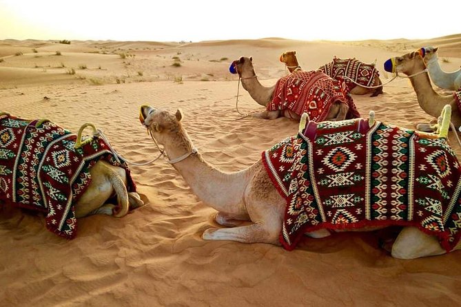 Abu Dhabi Desert Safari With BBQ Dinner , Camel Ride , Bally Dance - Transportation Details