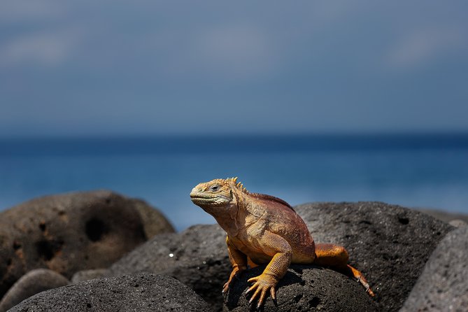 Active Galapagos Island Tour 10 Days - Included Services