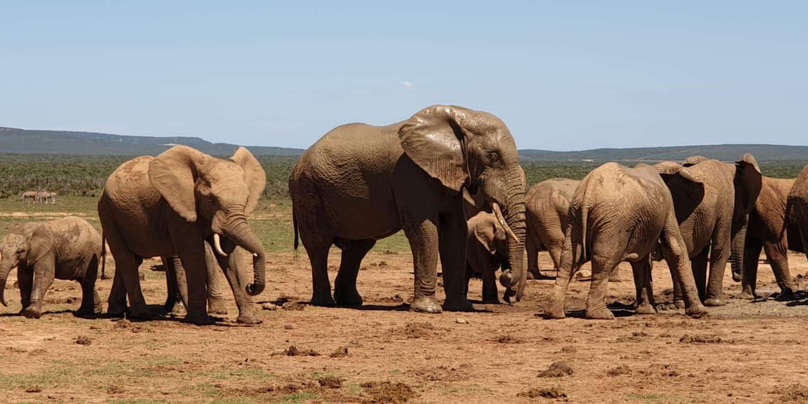 Addo Elephant National Park (Full-Day Game Drive ) - Itinerary and Experience