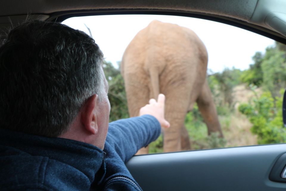 Addo Elephant National Park Game Drive Day Tour With Lunch - Highlights of the Itinerary