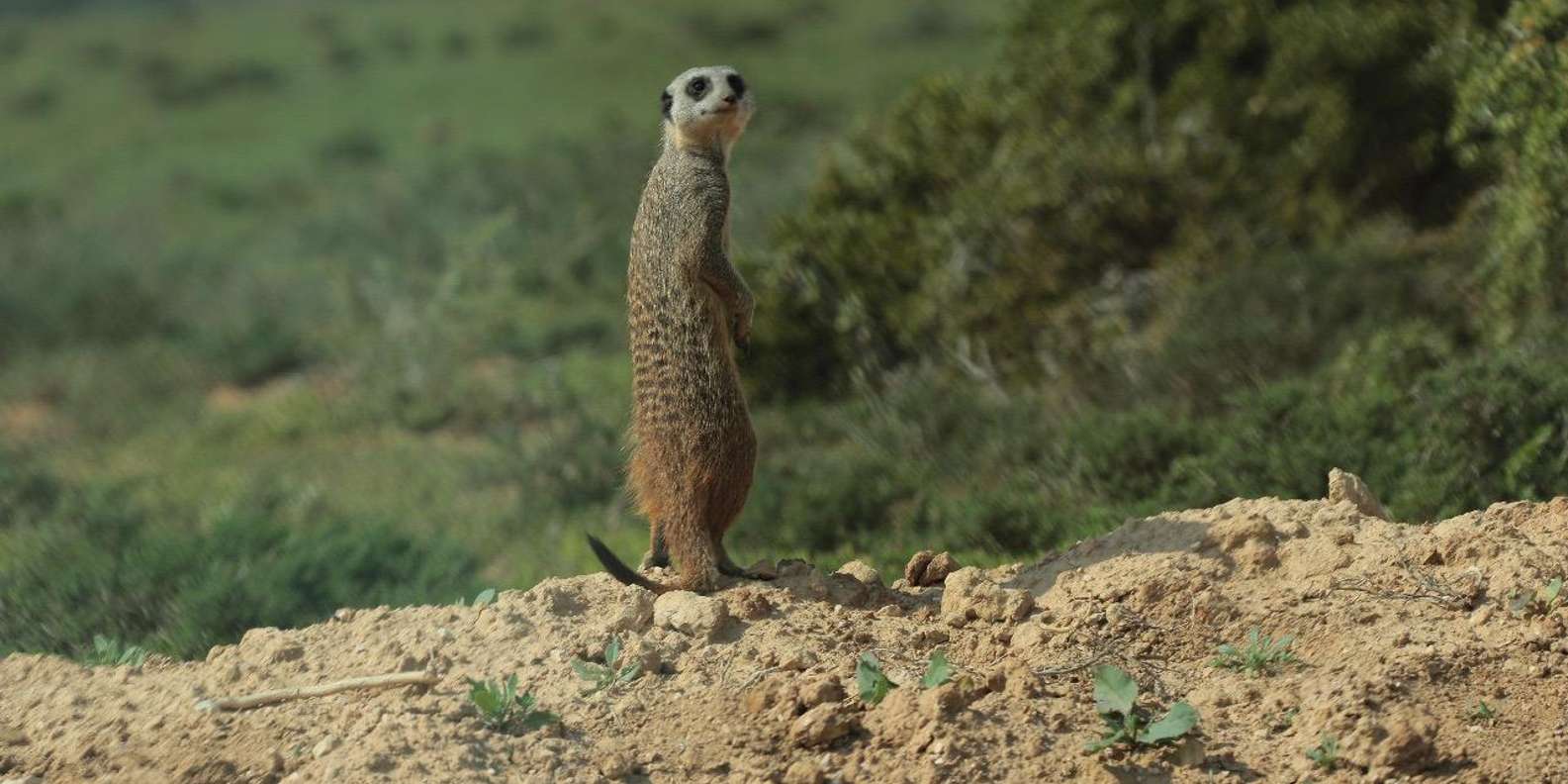 Addo Elephant National Park (Half Day Game Drive ) - Exploring the Diverse Landscapes