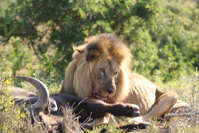 Addo Elephant National Park - HD01 - Tour Schedule and Logistics