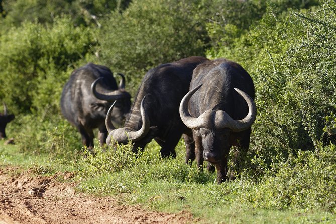 Addo Elephant Park Safari & Shore Excursion From Port Elizabeth - Inclusions and Meeting Details