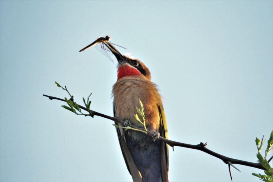 2 Best Guided Tours In Sunday S River Valley