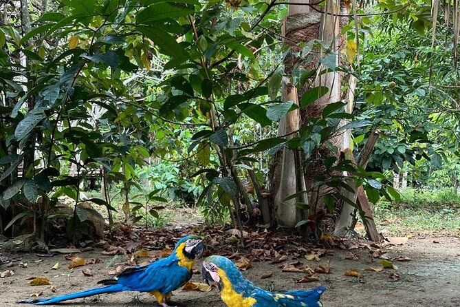 Adventure: 4-Hour Hike in the Amazon Rainforest - Highlights of the Hike