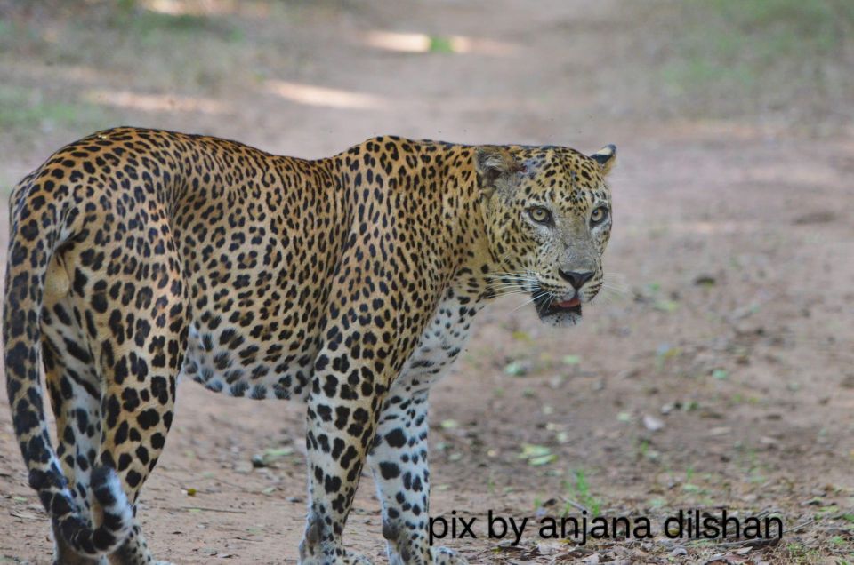 AGN Yala Safari - Leopard Tours - Pricing Options