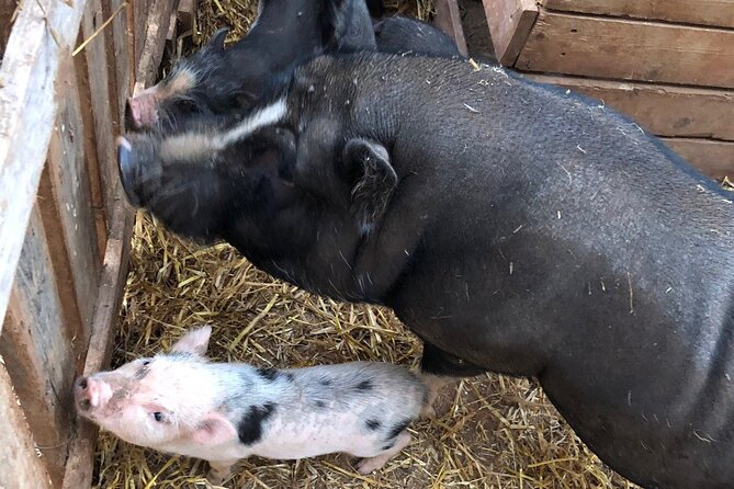 Agriaperitivo in a 3-Hour Farm Activities in Ugento - Location and Meeting Details
