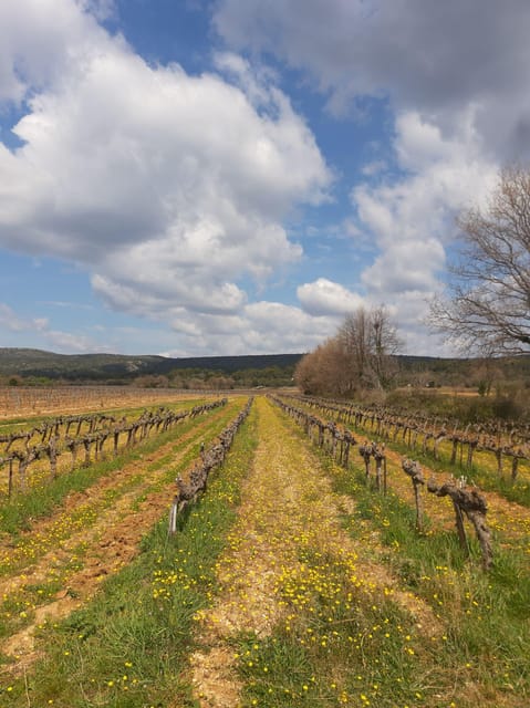 Aix & Marseille: Well-being Day: Nature, Yoga, Picnic & Wine - Rejuvenating Yin Yoga