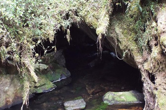 Alerce Andino National Park/Alerce Millenario/Cruises - Highlights of Alerce Andino National Park