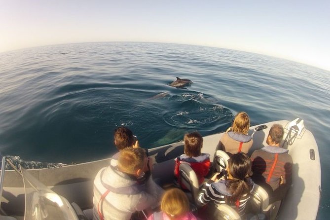 Algarve Dolphin Watching & Marine Life Eco Tour - Safety and Accessibility