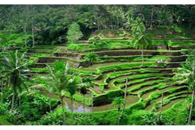 Aling-Aling and Banyumala Waterfall-Bedugul-Jatiluwih GreenLand - Highlights of Aling-Aling Waterfall