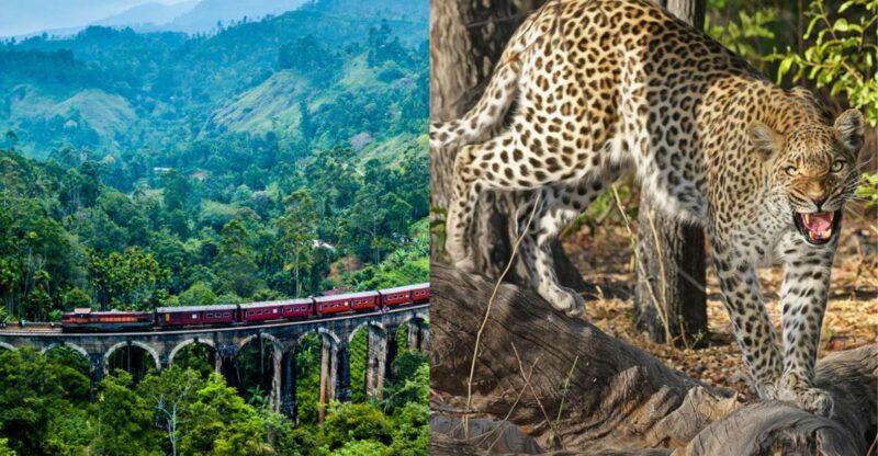 All Inclusive Ella Scenic Train Journey With Yala Safari - Experience Highlights