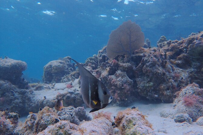 All-Inclusive Full-Day Hol Chan Snorkeling Tour - Inclusions and Amenities