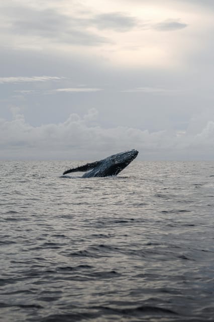 All Inclusive Mirissa Whale & Dolphin Watching + Snorkeling - Boat Cruise Activities