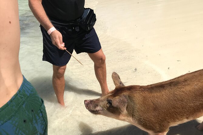 All Inclusive Swimming With The Pigs - Meeting and Pickup Information