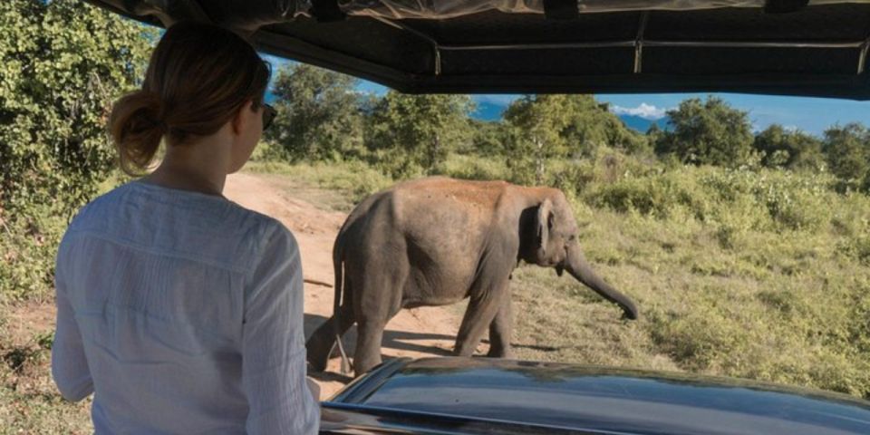 All Inclusive Udawalawe National Park Safari, With Lunch! - Itinerary Details