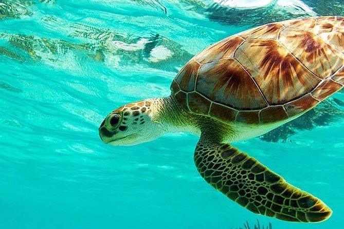 All Ticket Inclusive : Bloo Lagoon Snorkeling With Tegalalang Jungle Swing - Package Inclusions