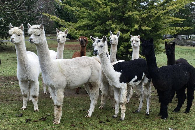 Alpaca Ranch and Fiber Processing Mill Tour - Accessibility and Group Size