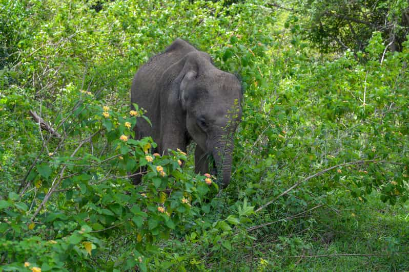 Amazing Safari Udawalawe - Wildlife Spotting