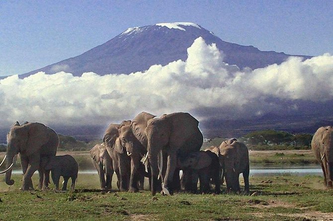 Amboseli National Park Guided Full Day Tour - Inclusions and Costs