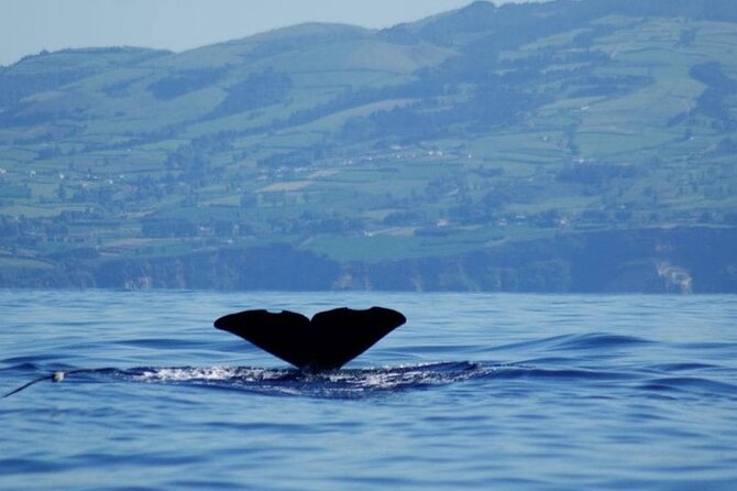 Among Whales Dolphins and Volcanoes Full Day Tour With Lunch - Meeting and Pickup