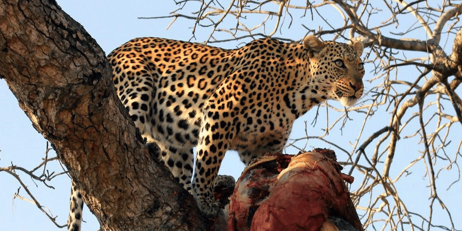 Aquila Game Reserve Full Day Big 5 Safari in Cape Town - The Sum Up