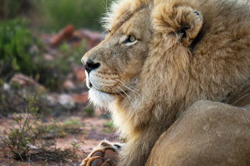 Aquila Reserve Safari With Lunch & Wine Tasting - Itinerary Highlights