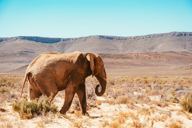 Aquilla BIG5 Private Safari Cape Town - Pickup and Drop-off