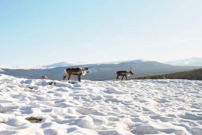 Arctic Day: Yukon Wildlife Half Day Viewing Tour - Admission and Inclusions