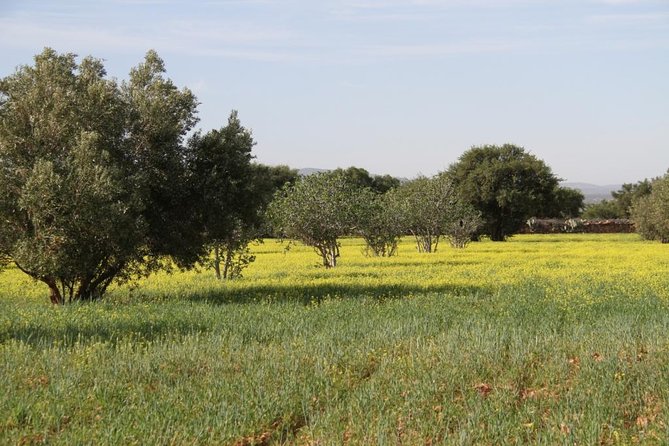 Argan Forest, Tea Time at a Berbers Family & Visit of an Argan Cooperative. - Traditional Tea Ceremony Experience