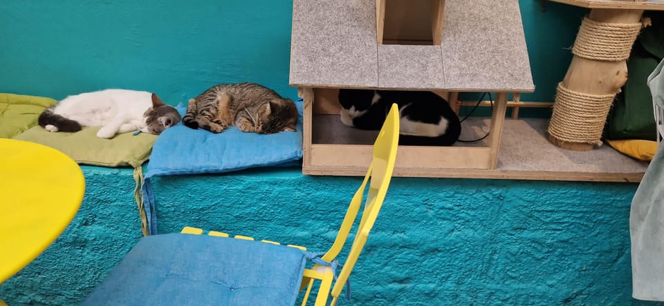 Athens: Cat Cafe Visit With Drink and Sweet - Pricing and Booking