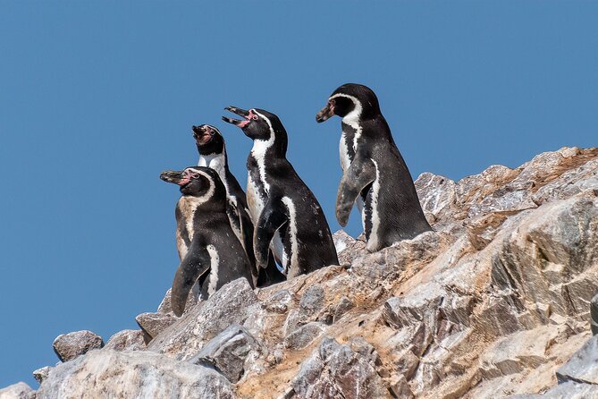 Ballestas Islands and Paracas Reserve From Puerto San Martín - Exploring Paracas National Reserve