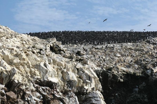 Ballestas Islands Boat Tour in Paracas - Experiencing the Ballestas Islands