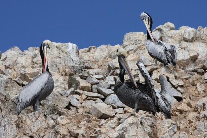 Ballestas Islands Sightseeing Boat Ride From Paracas - Review Highlights