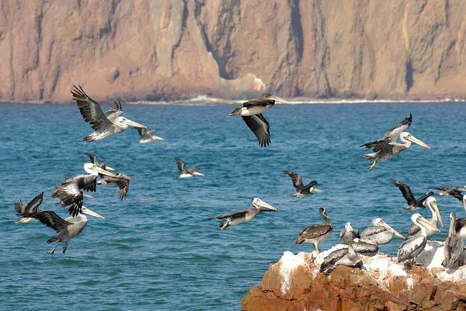 Ballestas Islands Tour Boat With Roof - Meeting and End Point