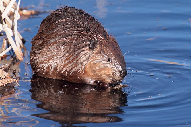 Banff Wildlife | Big Canoe Tour - Capacity and Duration of the Tour