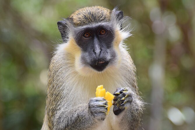 Barbados Shore Excursion: Wildlife Encounter and Beach Day - Itinerary and Activities