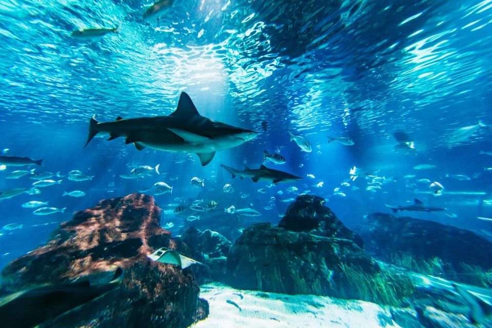 Barcelona Aquarium: Skip-the-Line Admission Ticket - Aquariums Renowned Marine Life