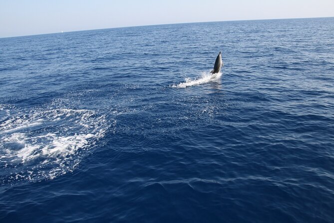 Bari Sailing Cruise in Search of Dolphins - Meeting Point and Pickup