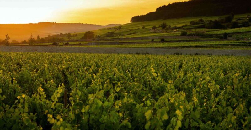 Beaune: Wine Tasting at Château De Pommard - Booking and Cancellation