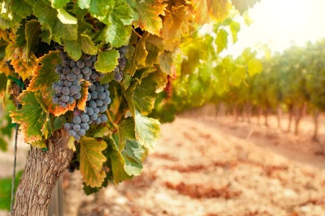 Bella Toscana Private Tour: 2 Chianti Wineries and San Gimignano From Livorno - Tour Details