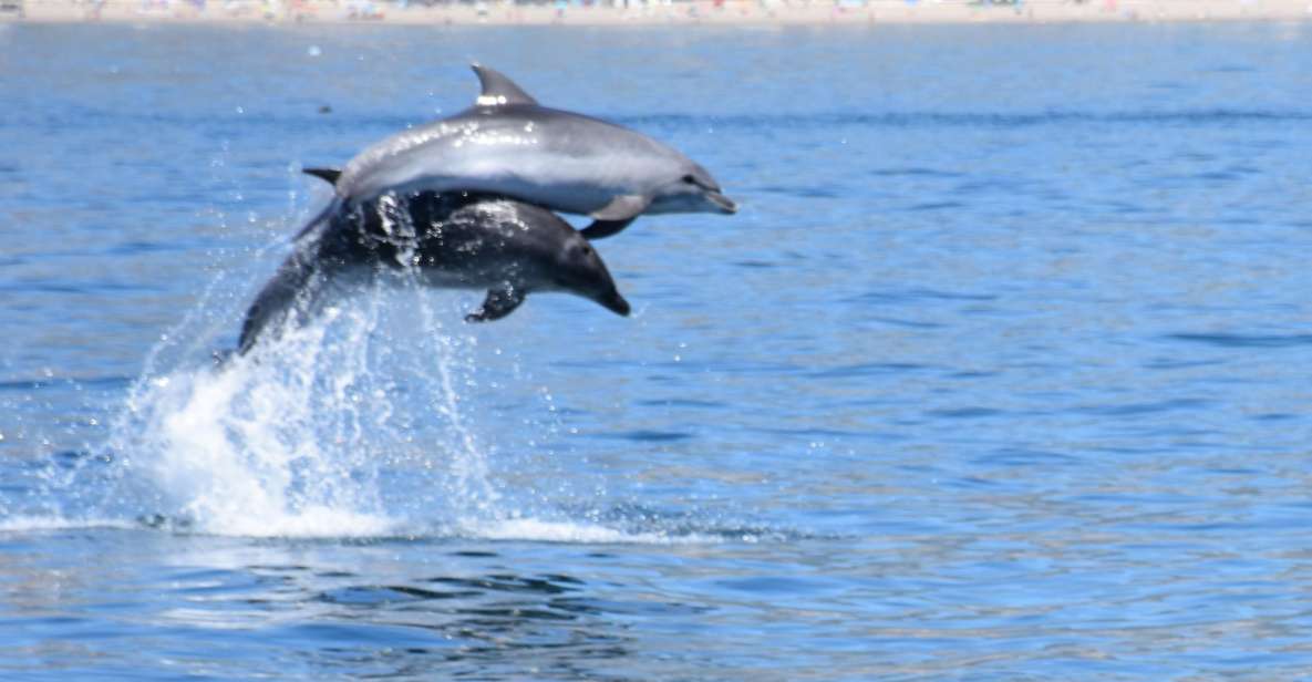 Benalmadena: Dolphin Watching Boat Tour - Experience Highlights