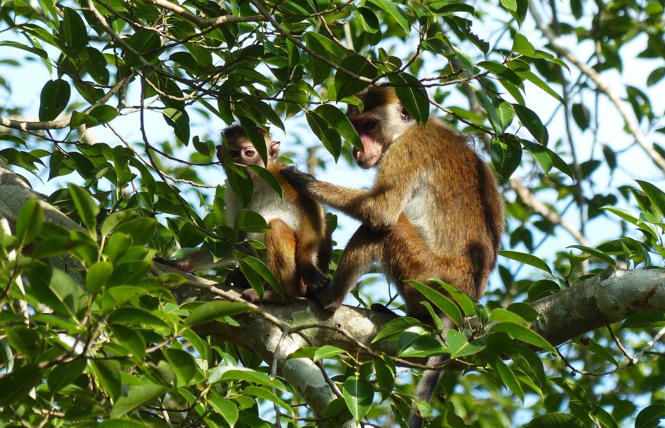 Bentota Beach, River Mangroves Lagoon, Wildlife Tour - Wildlife Sightings