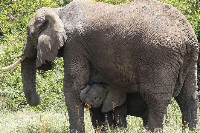 Best 3 Days Tanzania Shared Safari Tarangire Ngorororo Manyara - Included Experiences