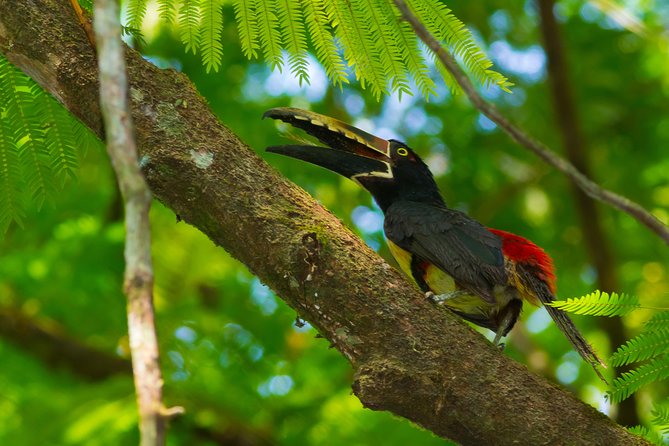 Best Birdwatching Tour in La Fortuna: Explore Ecocentro Danaus - Bird Species at Ecocentro Danaus