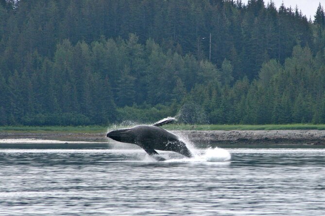 Best Whale Watching and Wildlife Shore Excursion in Sitka - Inclusions and Amenities